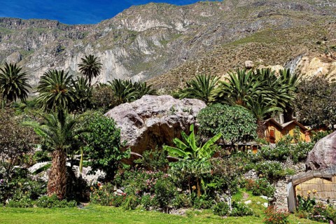 Lush garden with palm trees and rocks against a mountain backdrop, The landscape of the Colca