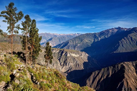 Highlands with green trees and deep valleys under clear skies, the landscape of the Colca Canyon in