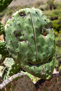 Cactus in nature, whose surface is painted with a face, prickly pear cactus (Opuntia ficus-indica)