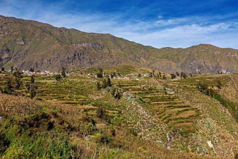 Terraced fields stretch across mountain slopes under clear skies, the landscape of Colca Canyon in