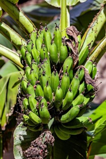 Unripe green bananas hang in a tropical garden surrounded by large leaves, lady-finger bananas in