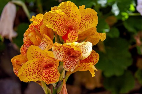Bright yellow flowers with red dots surrounded by green foliage in a sunny garden, Yellow King
