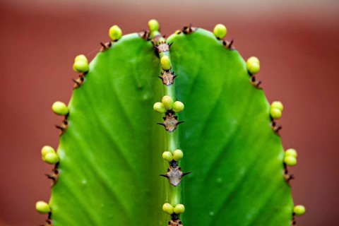 Close-up of a green cactus with thorns and small buds in vivid colours, spurge plant Euphorbia
