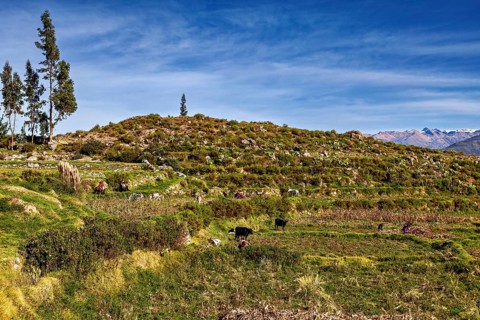 Green hilly landscape with cows and trees, under blue sky with mountains in the background, farmers