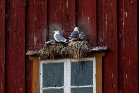 Black-legged kittiwakes (Rissa tridyctyla) nesting on a red wooden façade of the Pomor Museum,