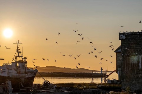 Kittiwakes (Rissa tridyctyla), flying over fishing boats and a building in the harbour at dusk,