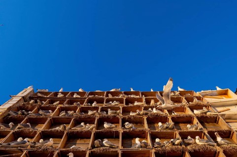 Kittiwakes (Rissa tridyctyla) nesting in an artificial nesting cliff made of old fish boxes in