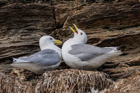 Black-legged kittiwakes (Rissa tridyctyla) calling pair breeding on a cliff on the island of