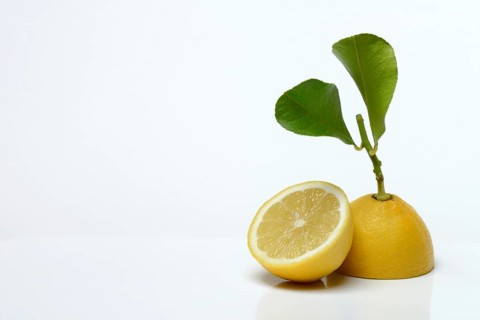 Lemon with leaf, cut in half, Citrus x limon
