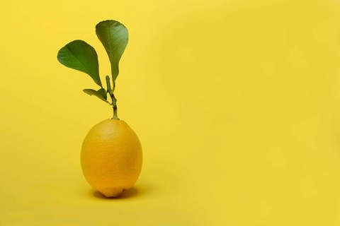 Lemon with leaf, Citrus x limon, yellow background