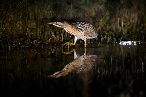 A bittern (Botaurus stellaris) is reflected in the water, surrounded by reeds at night, Dümmer