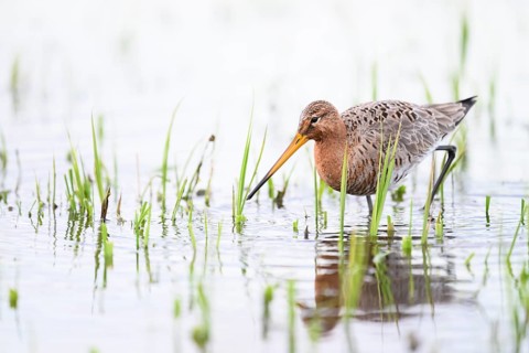 A black-tailed godwit (Limosa limosa) stands in the water between grass in a natural environment on
