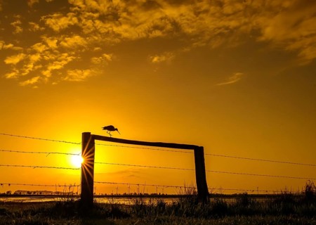 A black-tailed godwit (Limosa limosa) sits on a fence in the golden light of sunset, Dümmer nature