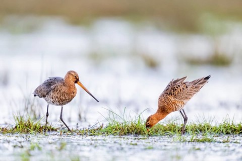 Two black-tailed godwits (Limosa limosa) standing in a meadow covered with water and poking around
