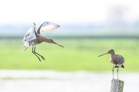 A hovering and a standing black-tailed godwit (Limosa limosa) on a post in a green meadow