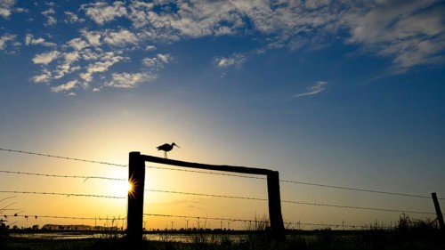 A black-tailed godwit (Limosa limosa) sitting on a fence in front of a colourful evening sky,