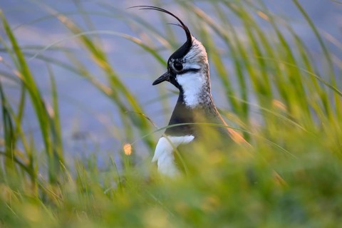 Portrait close-up of a lapwing (Vanellus vanellus) with black and white plumage by the water,
