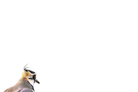 Portrait close-up of a lapwing (Vanellus vanellus) with black and white plumage against a white