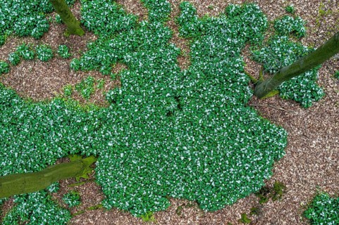 Wild garlic blossom (Allium ursinum) on the forest floor in a beech forest (Fagus sylvatica) in the