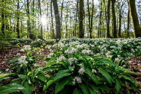 A sparkling sun shines over the wild garlic blossom (Allium ursinum) on the forest floor in a beech