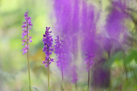 Early purple orchid (Orchis mascula), Osnabrücker Land, Lower Saxony, Germany