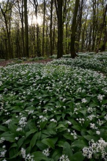 Wild garlic blossom (Allium ursinum) on the forest floor in a beech forest (Fagus sylvatica) in the