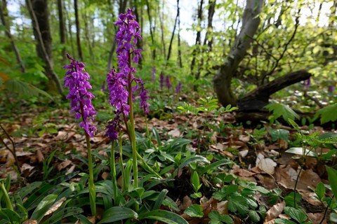 Early purple orchid (Orchis mascula) in a light-flooded deciduous forest in spring, Osnabrücker
