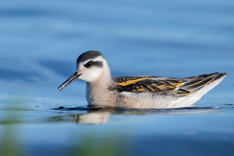 A freshly moulted Odin's chicken (Phalaropus lobatus) swims in the water and chases hatching