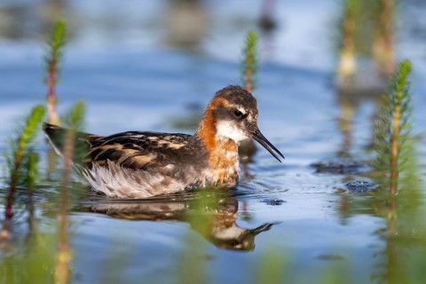 An Odin's chicken (Phalaropus lobatus) swimming among green plants in the water, in a quiet natural
