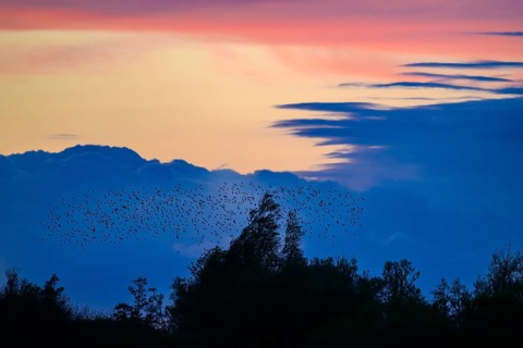 A flock of starlings (Sturnus vulgaris) flies over the silhouetted trees at sunset against a