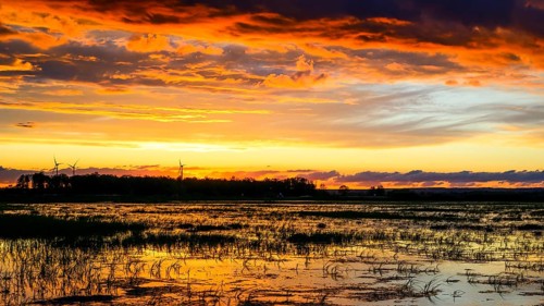 Dramatic sunset over flooded wetlands with wind turbines in the background and bright shades of