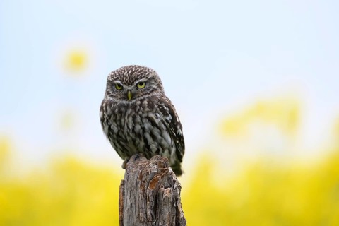 Little owl (Athene noctua) sitting upright and focussed on a branch in front of a light background