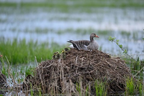 A greylag goose (Anser anser) with chicks on its raised nest on a Bisamburg, Ochsenmoor, Dümmer