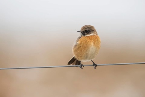A stonechat (Saxicola rubicola) sitting on a metal wire in front of a blue sky, Dümmer nature park