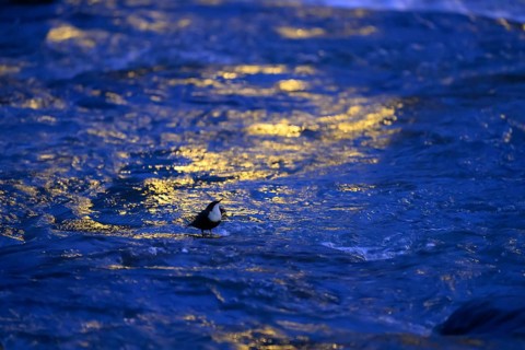 A dipper (Cinclus cinclus) stands on a rock in the water at dusk, surrounded by the orange light of