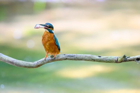 A kingfisher (Alcedo atthis) sitting on a branch above the water with a caught fish in its beak,