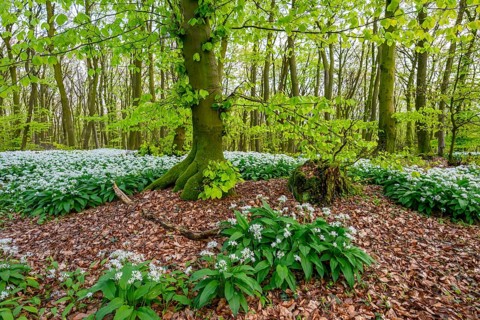 Wild garlic blossom (Allium ursinum) on the forest floor in a beech forest (Fagus sylvatica) in the