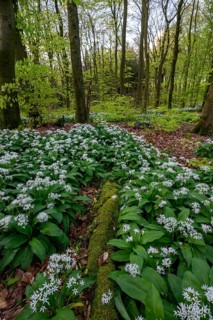 Wild garlic blossom (Allium ursinum) on the forest floor in a beech forest (Fagus sylvatica) in the