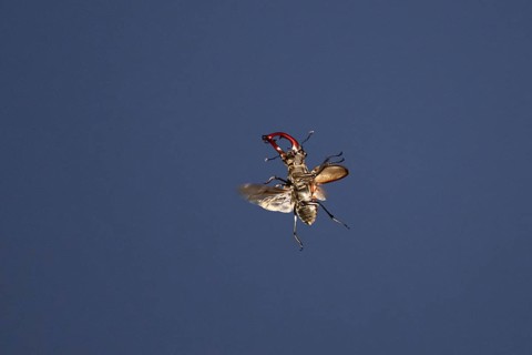 Close-up of a flying stag beetle (Lucanus cervus) with recognisable wings in front of a blue sky,