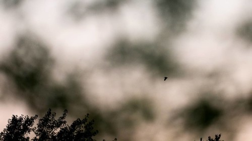 Silhouette of woodcock (Scolopax rusticola) in flight against a cloudy sky at dusk Courtship flight