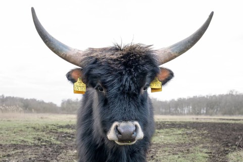 Heck cow of rebred aurochs with large horns standing on a pasture, distinctive ear tags, damme,