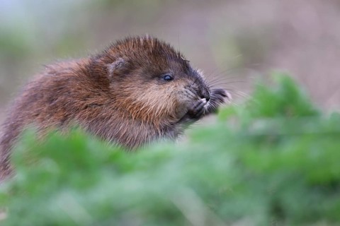 A muskrat (Ondatra zibethicus) in portrait looks attentively at its surroundings, surrounded by