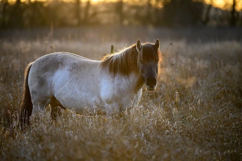 Konik Konik horses (Equus ferus caballus), Mariendrebber, Drebber, Lower Saxony, Germany