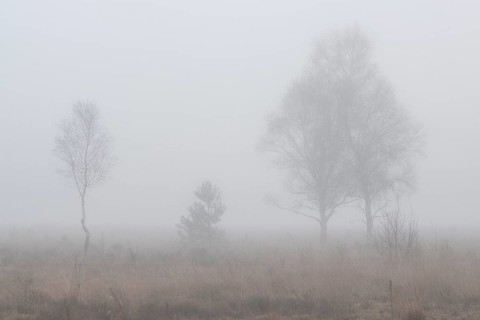 Birches (Betula pendula) in the fog in the moor, Emsland, Lower Saxony, Germany