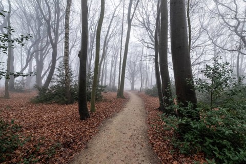 Beech forest (Fagus sylvatica) in the fog, Emsland, Lower Saxony, Germany