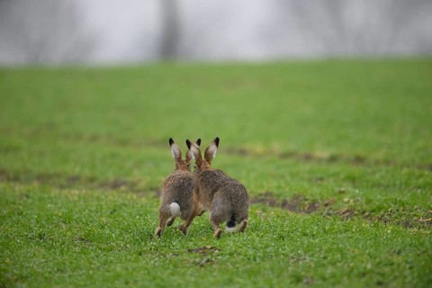 Two brown hares (Lepus europaeus) run across a green meadow. A male hare drives a female hare. The