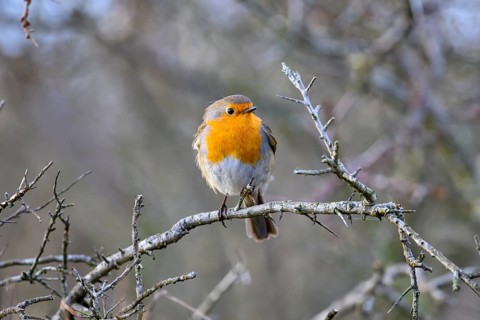 A robin (Erithacus rubecula) sitting on a bare thorn branch in a winter bush, Zuid Duinen,