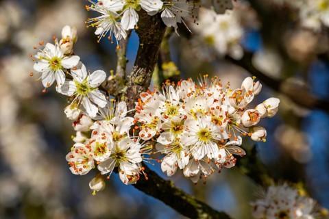 Close-up of the branches of flowering blackthorn or blackthorn (Prunus spinosa) in sunlight,