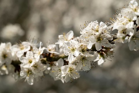 Close-up of branches of flowering blackthorn or blackthorn (Prunus spinosa) with white flowers