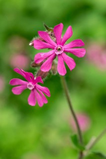 Close-up of a red campion (Silene dioica) with pink flower in front of blurred green foliage in a